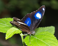 Hypolimnas bolina. Мы поможем подобрать незабываемый подарок любимым, составим свадебный или праздничный салют из бабочек, проконсультируем о правильном содержании экзотических тропиканок в домашних условиях. 